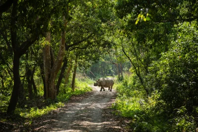 Chitwan Visit